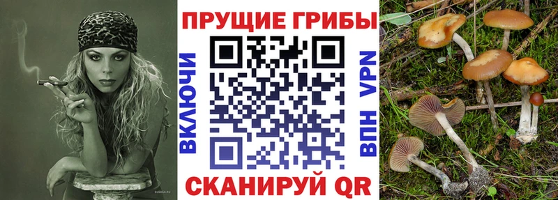 Псилоцибиновые грибы Psilocybe  Усть-Илимск 